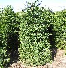 Taxus baccata